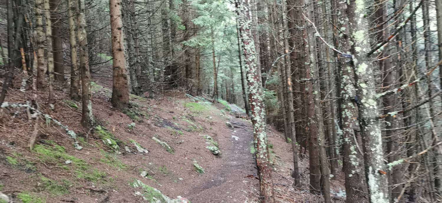 Planinska Ravna - Javorca (Golte) slika 27