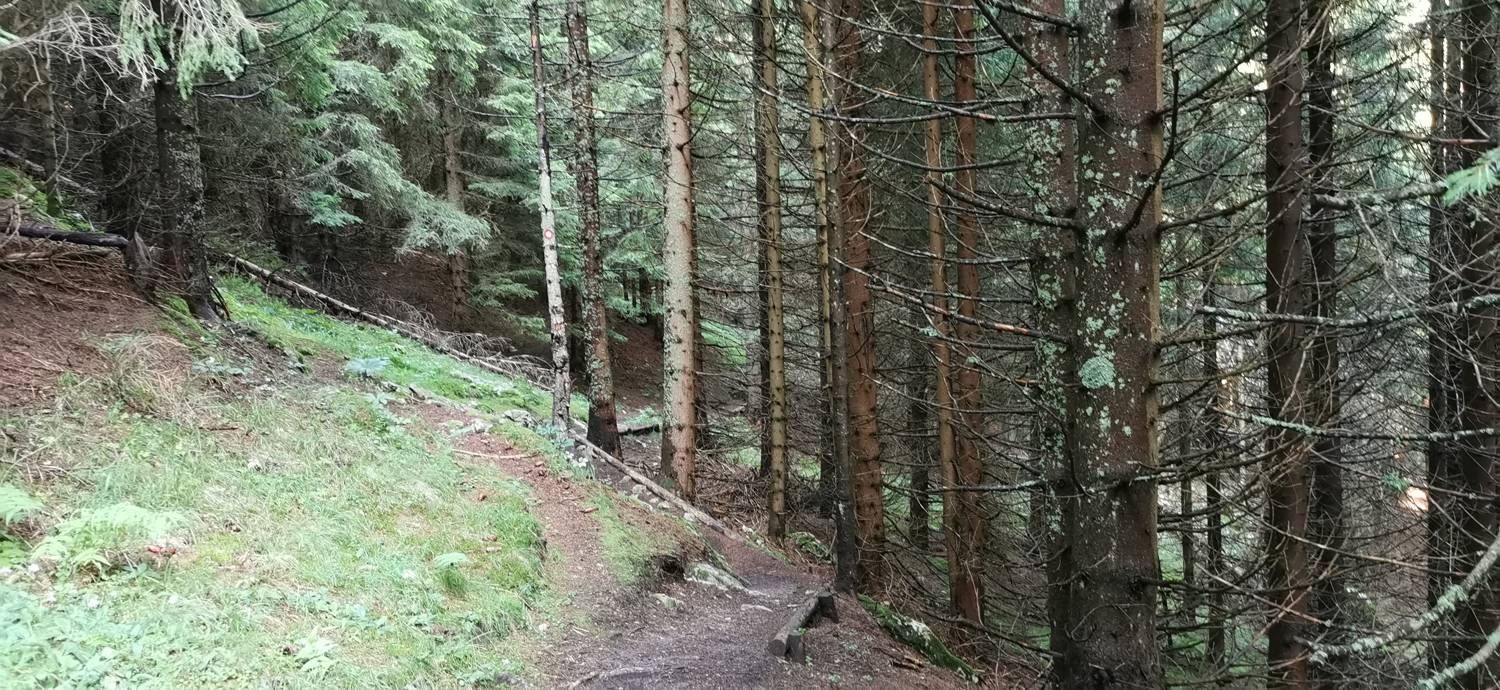Parkirišče Mozirska koča - Javorca (Golte) slika 8