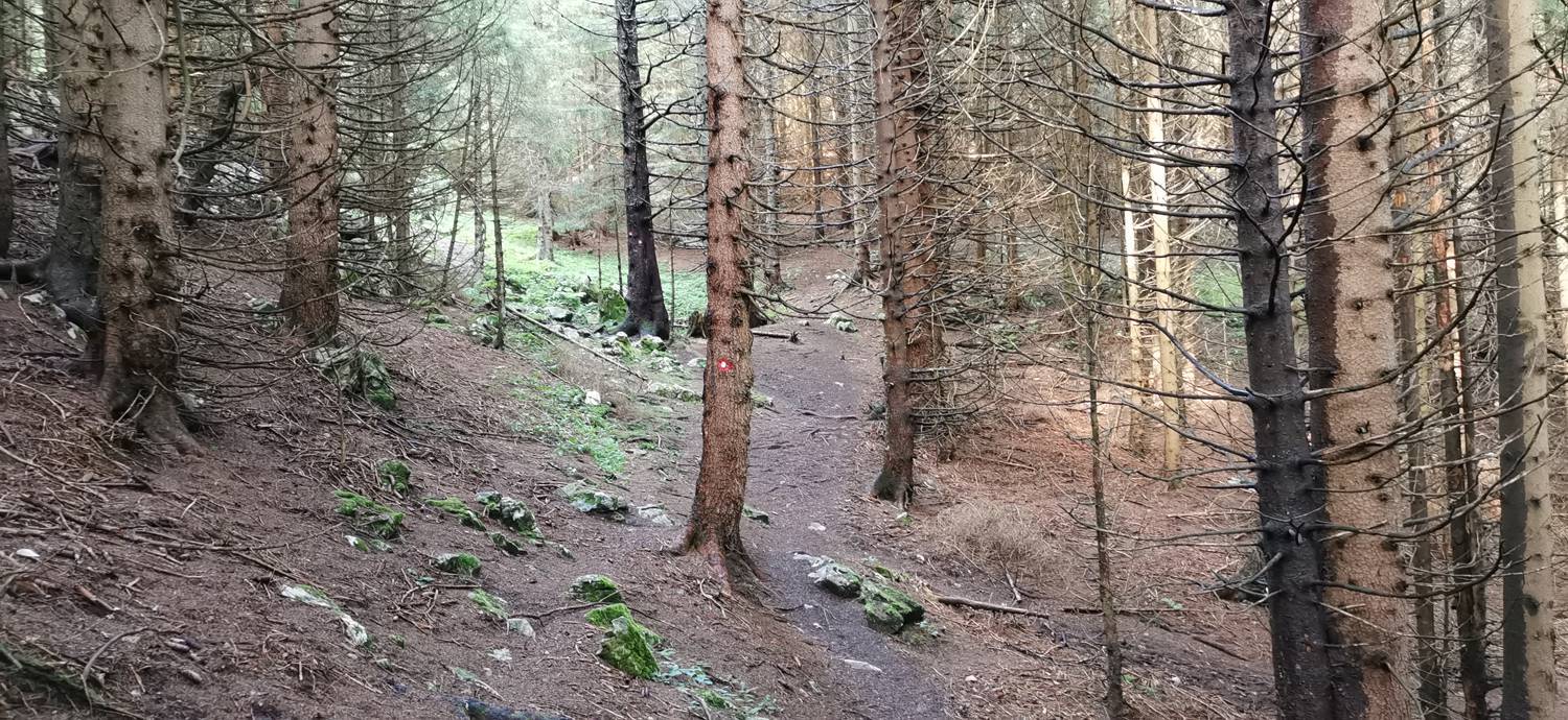 Planinska Ravna - Javorca (Golte) slika 29