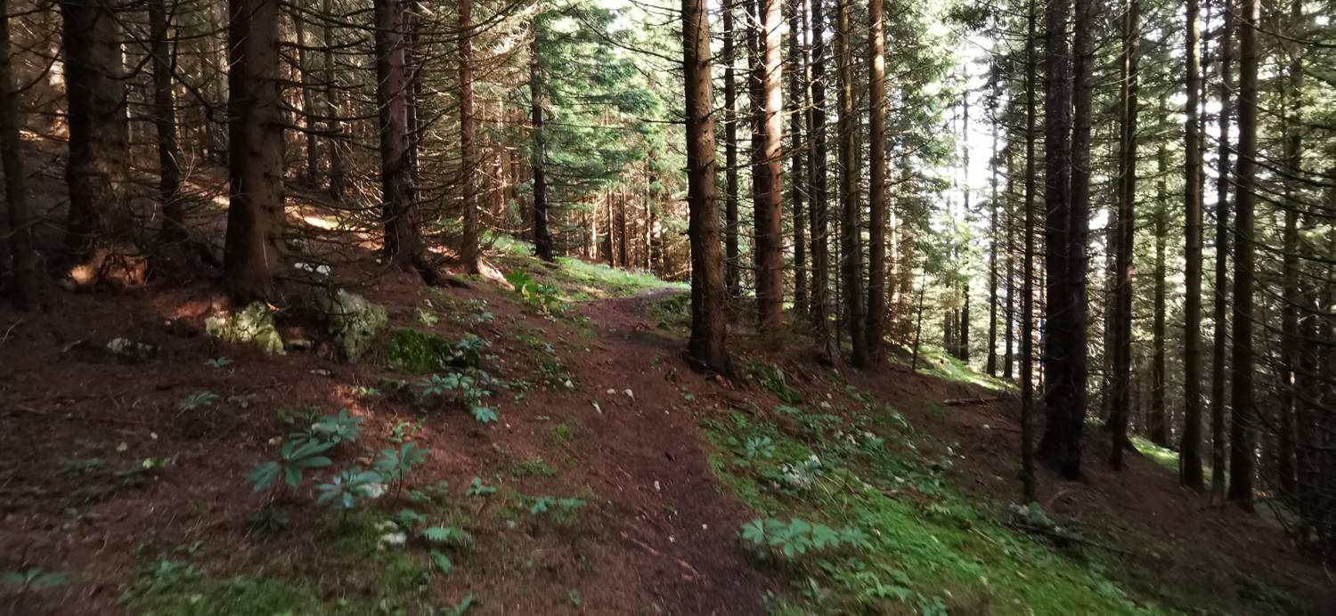 Parkirišče Mozirska koča - Javorca (Golte) slika 11