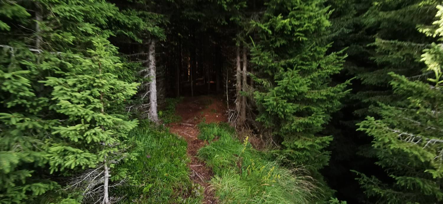 Planinska Ravna - Javorca (Golte) slika 34