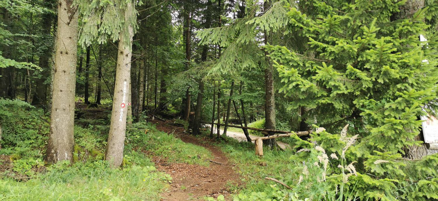 Planinska Ravna - Javorca (Golte) slika 22