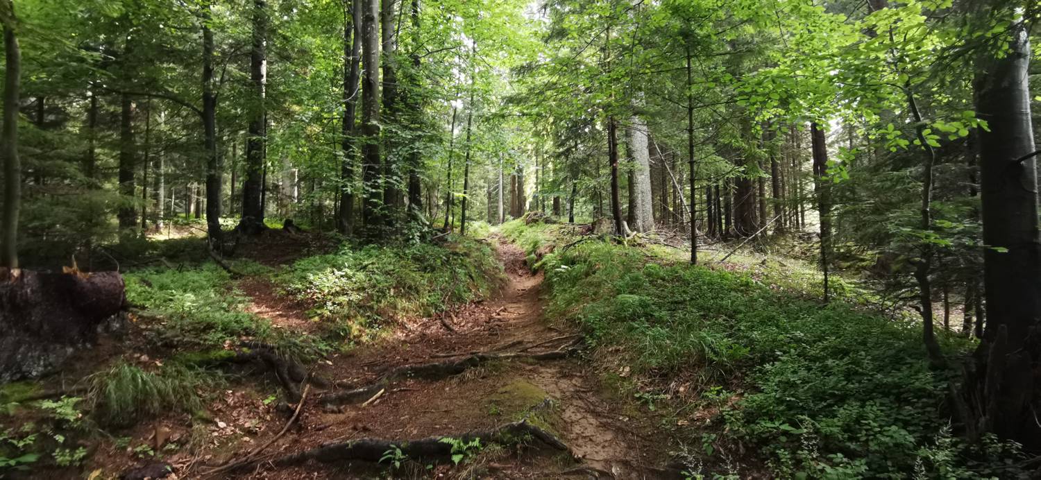 Koča na Pesniku - Ribniška koča slika 7