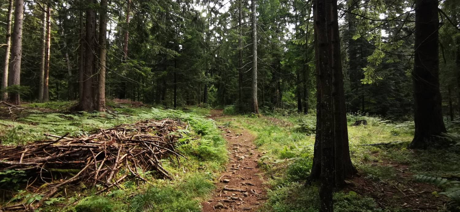 Koča na Pesniku - Ribniška koča - main photo
