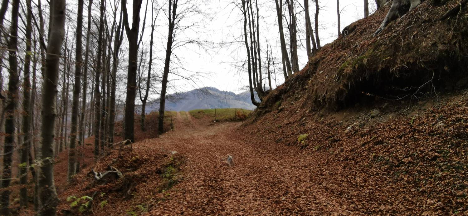 Čadrg - Razgledišče Žlejžn slika 11