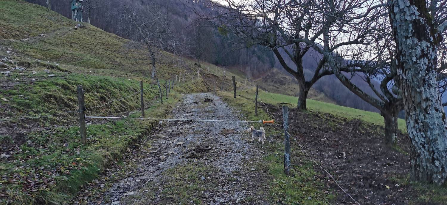Grahovo ob Bači - Bukovski vrh slika 3