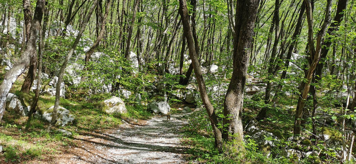 Podklopca (Hotel Boka) - Razgledna točka Slap Boka slika 12