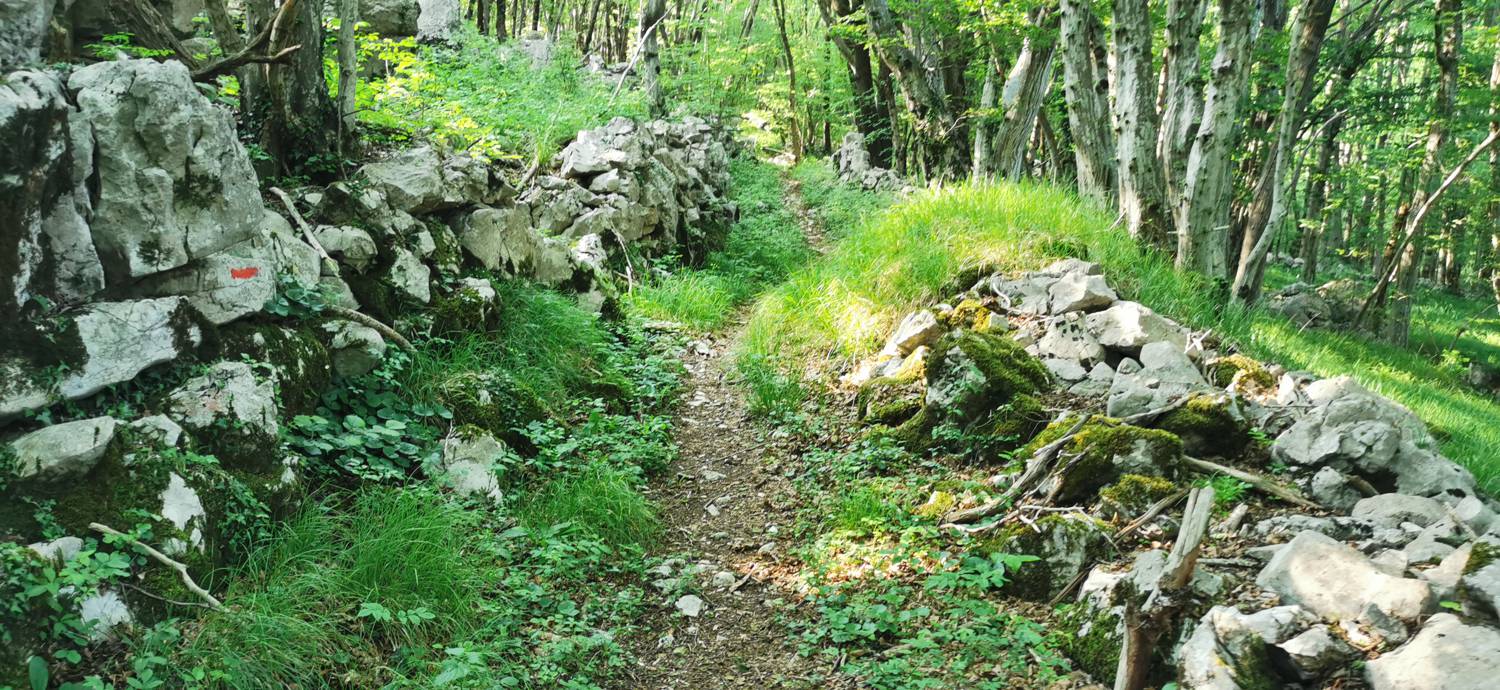 Bate - Jelenik slika 9