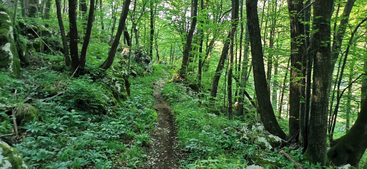 Bate - Jelenik slika 12