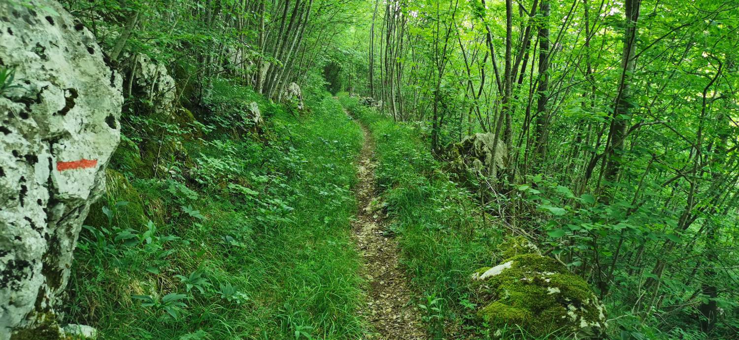 Bate - Jelenik slika 13