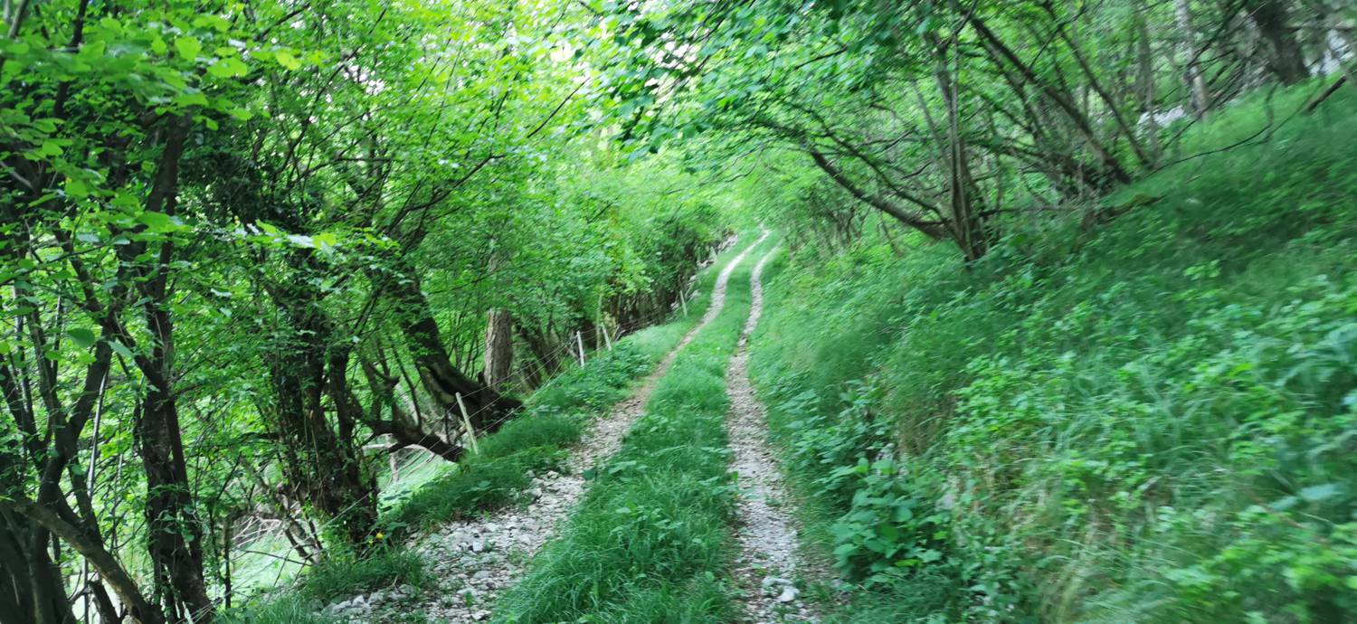 Bate - Jelenik slika 22