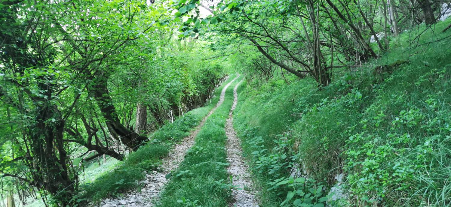 Bate - Jelenik slika 23