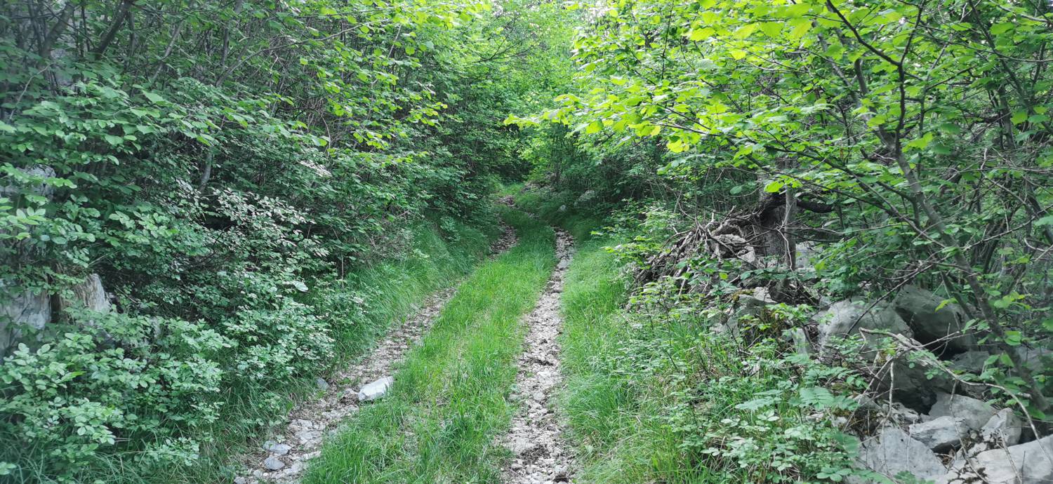 Bate - Jelenik slika 24