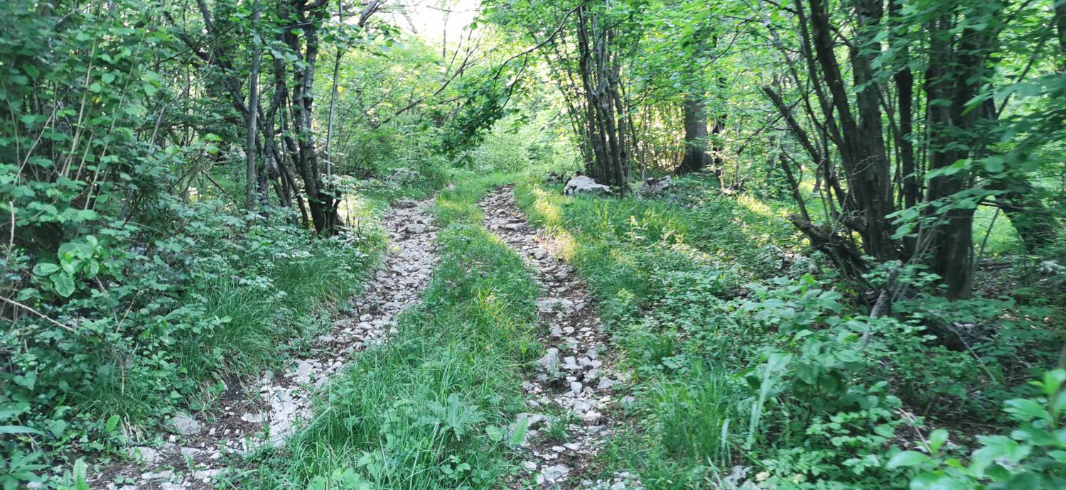 Bate - Jelenik slika 26