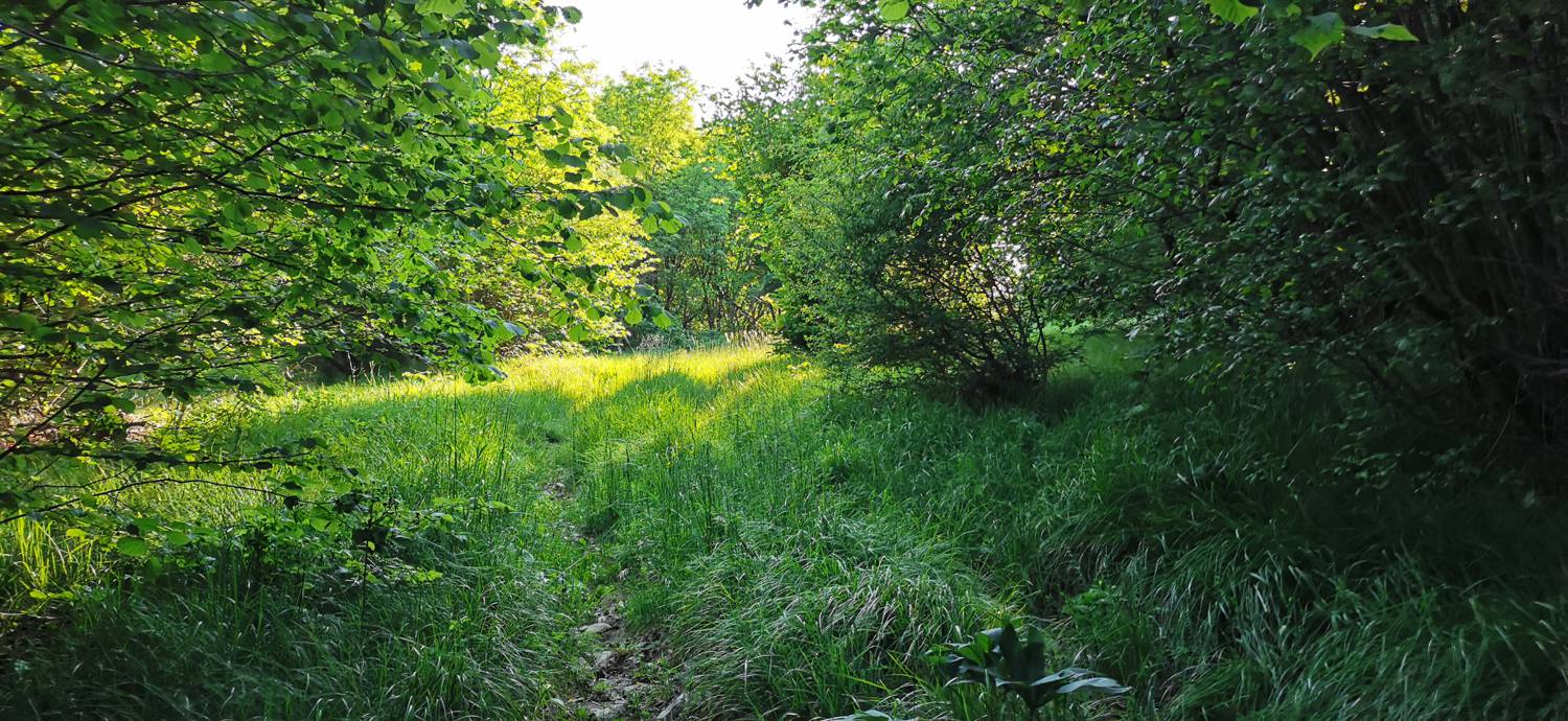 Bate - Jelenik slika 27