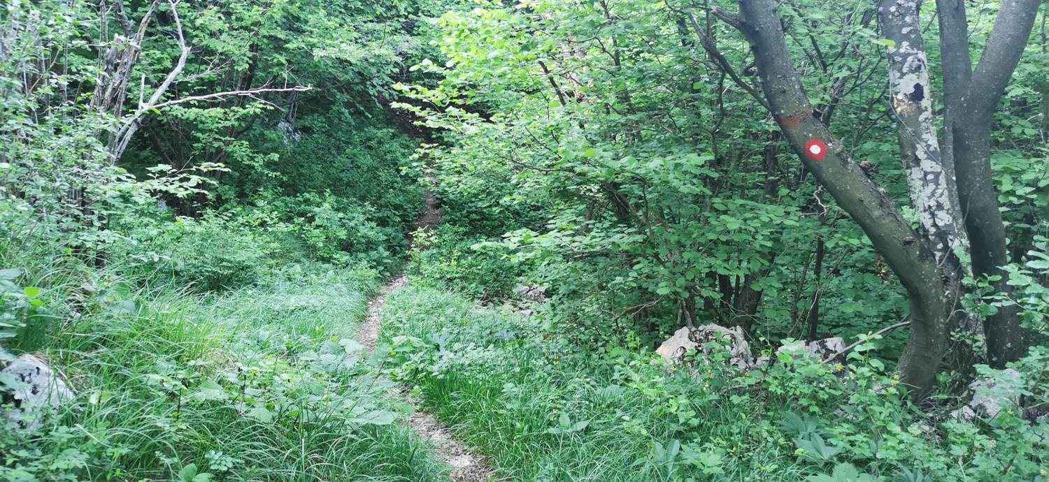 Bate - Jelenik slika 30