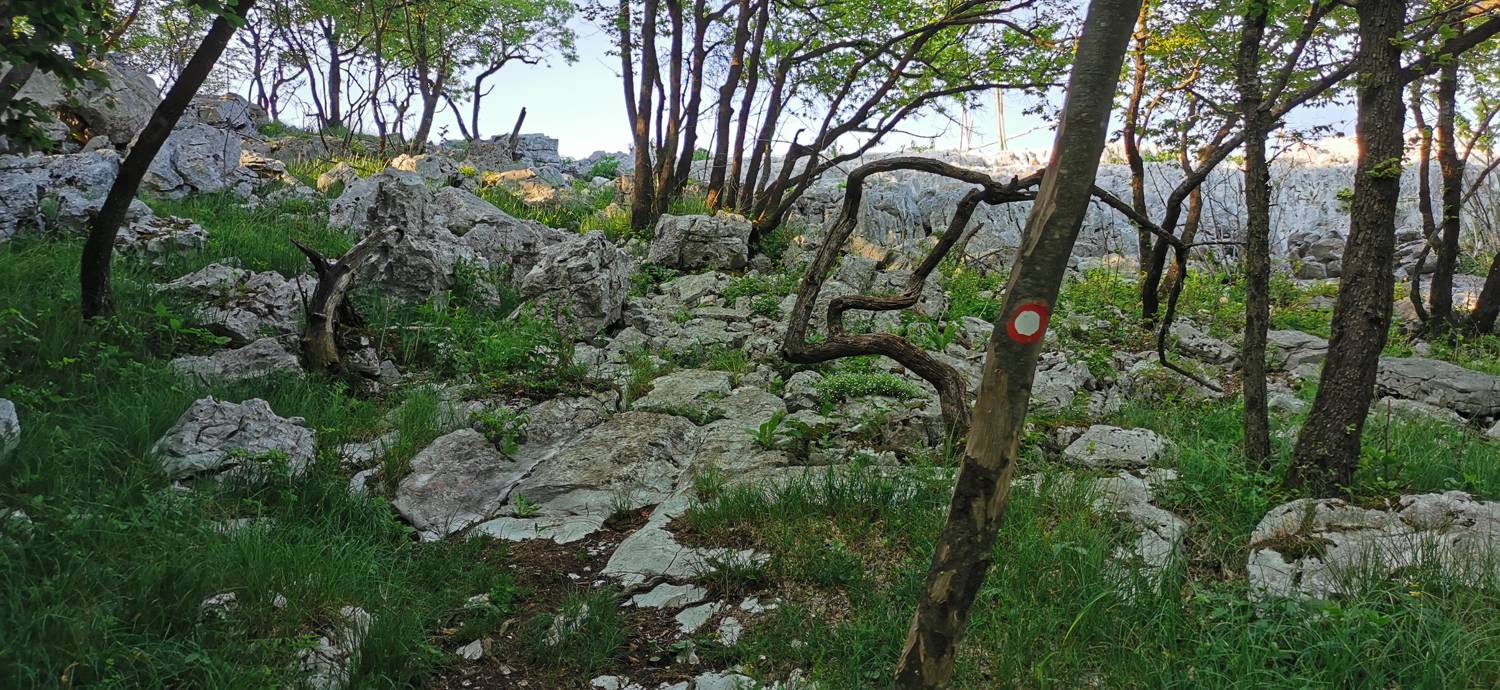 Bate - Jelenik slika 37