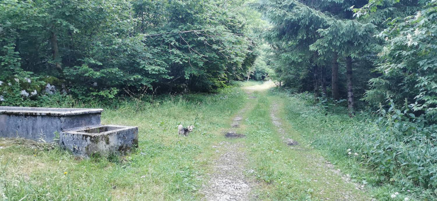 Bavšica - Planina Bala slika 5