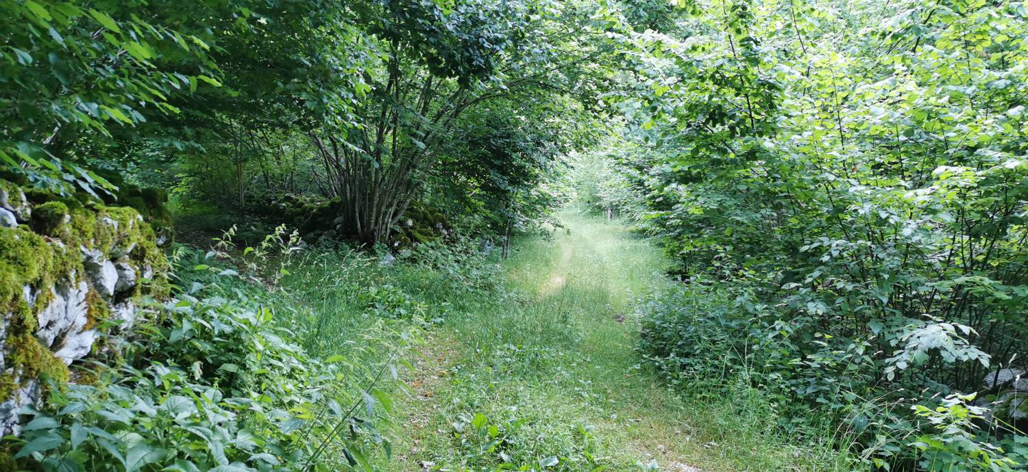 Bavšica - Planina Bala slika 6
