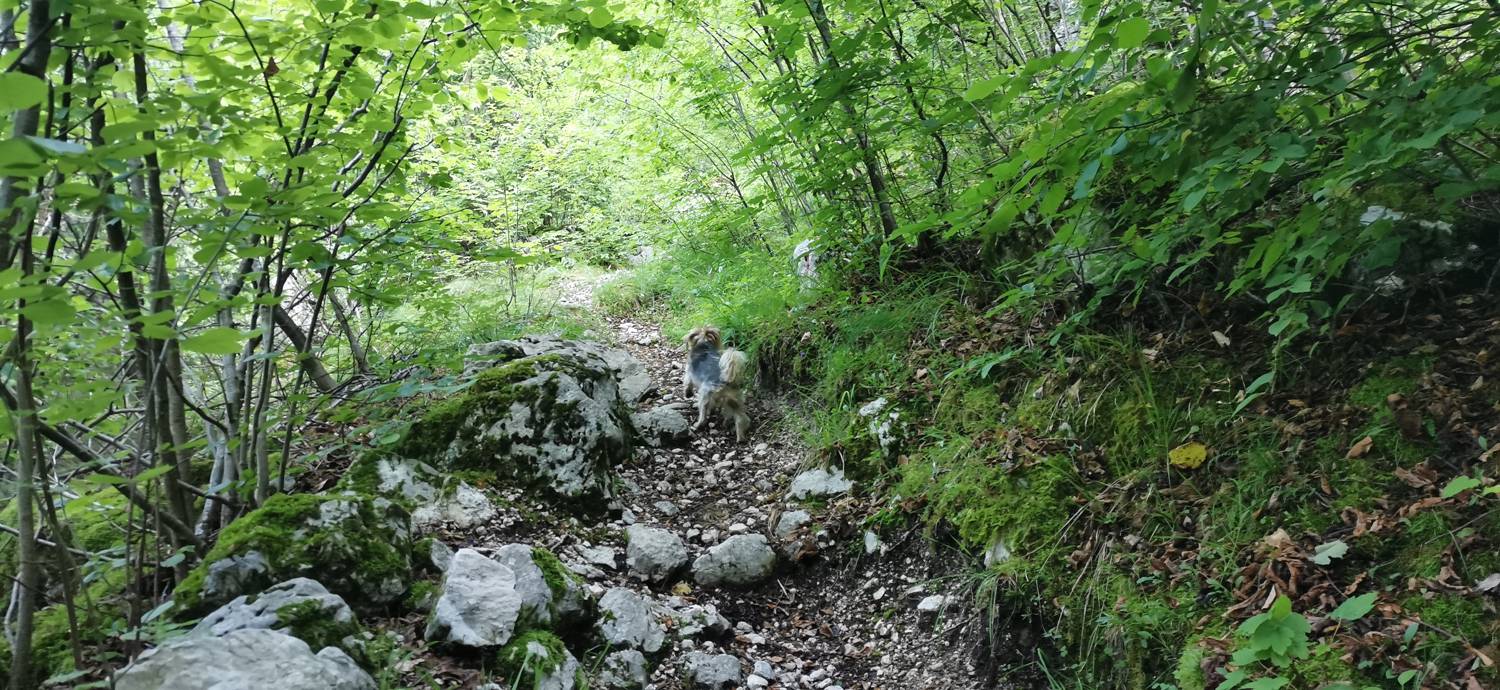 Bavšica - Planina Bala slika 8