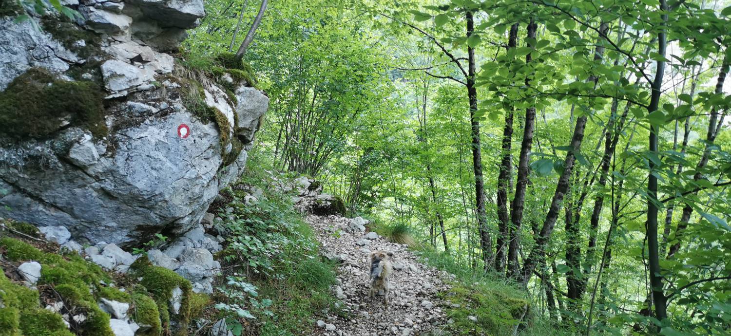 Bavšica - Planina Bala slika 9
