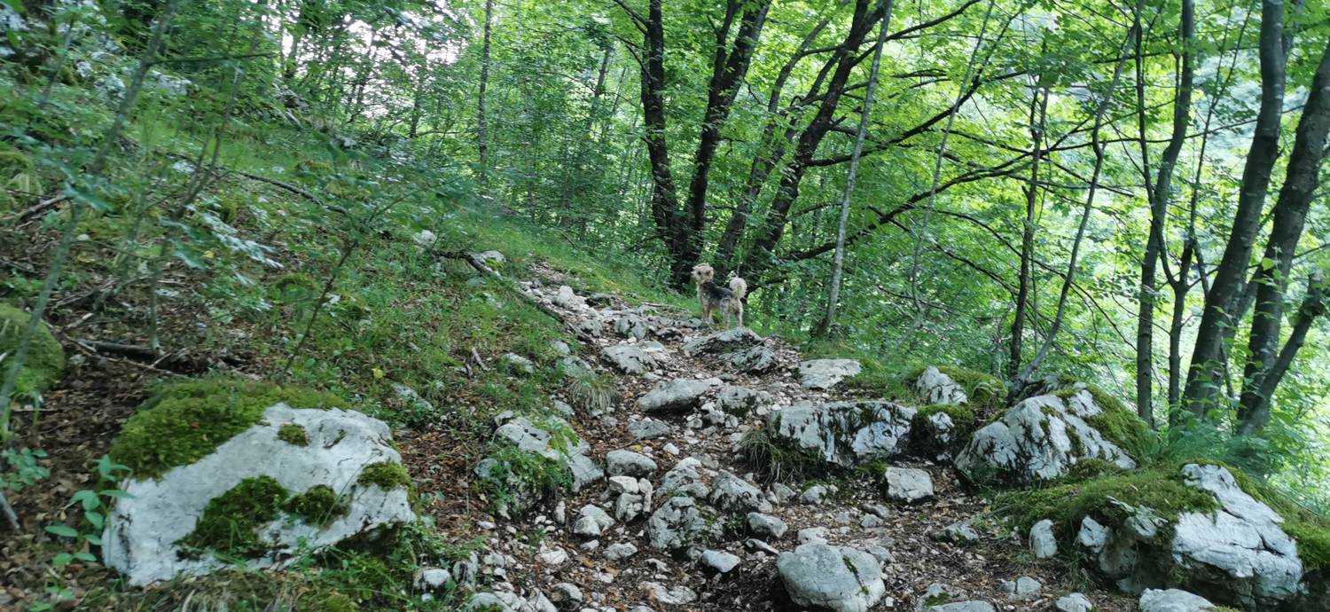 Bavšica - Planina Bala slika 10