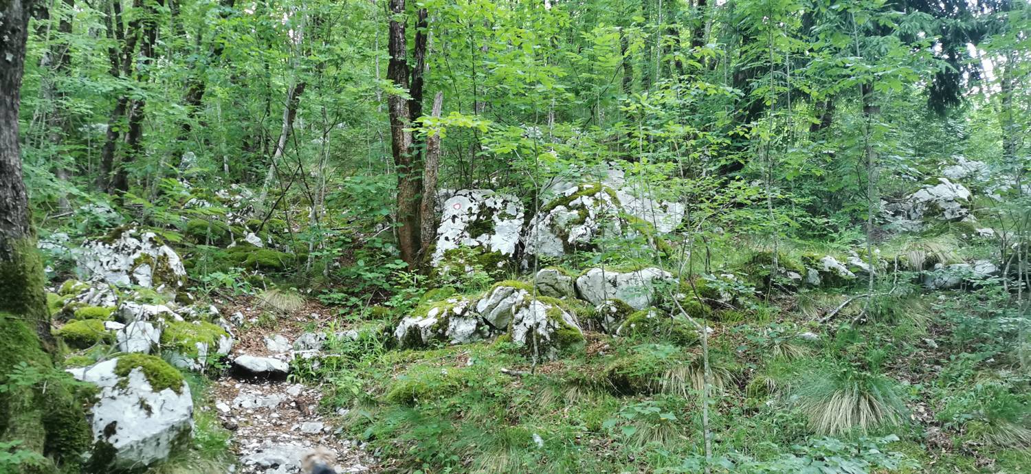 Bavšica - Planina Bala slika 11