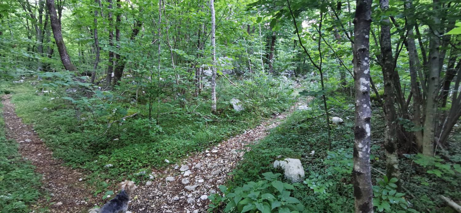 Bavšica - Planina Bala slika 13