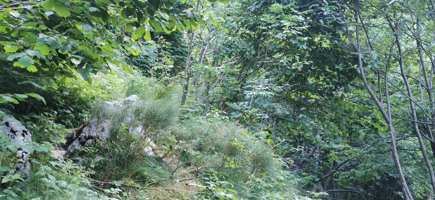 Bavšica - Planina Bala slika 24