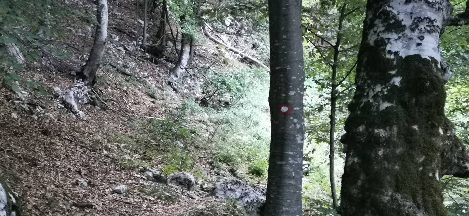 Bavšica - Planina Bala slika 25