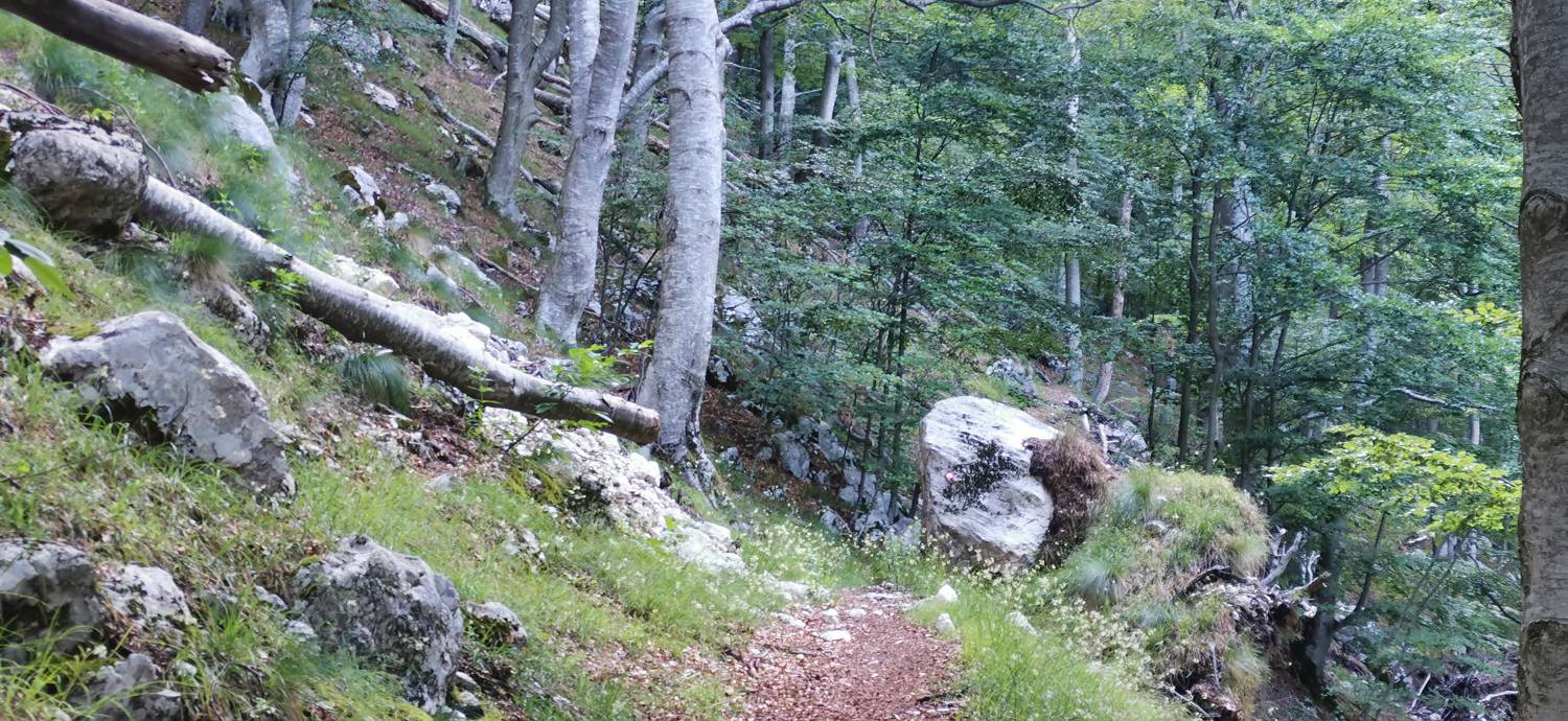 Bavšica - Planina Bala slika 27