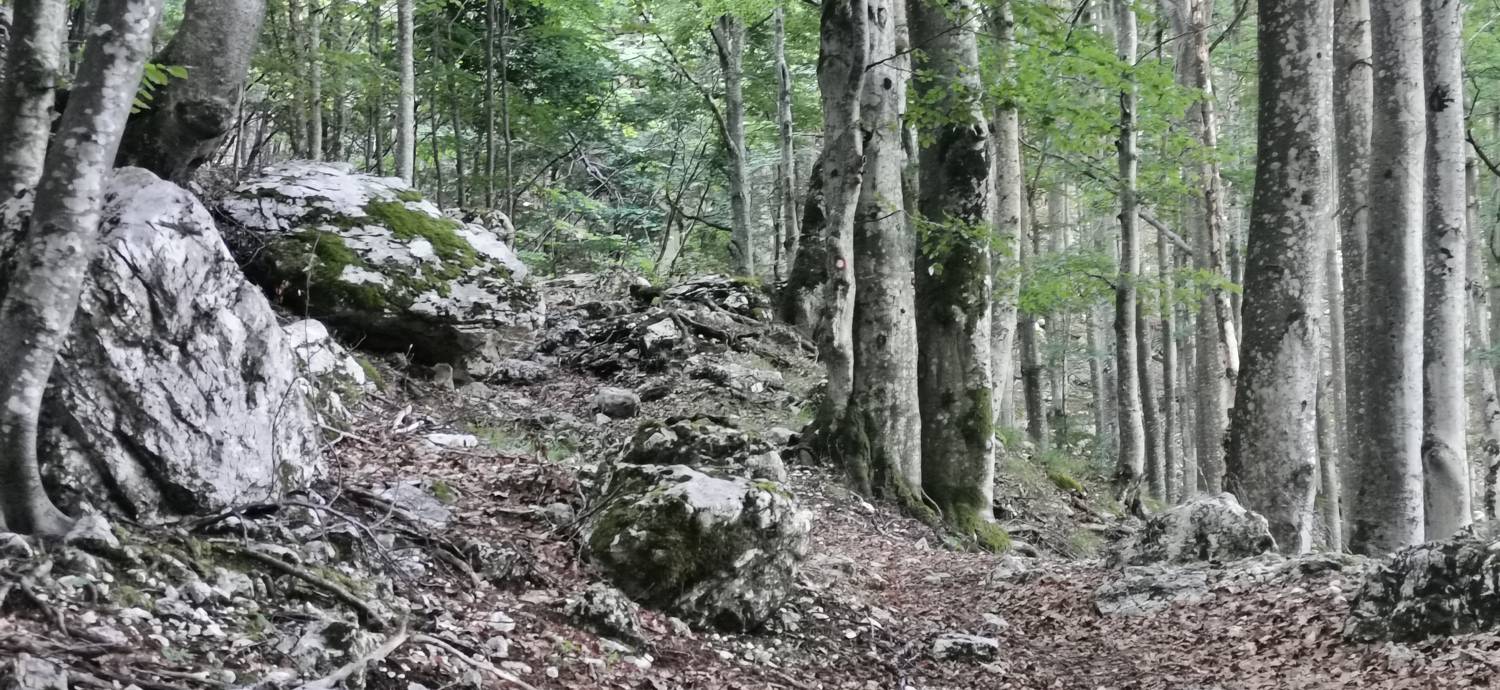 Bavšica - Planina Bala slika 28