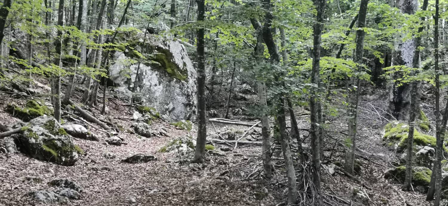 Bavšica - Planina Bala slika 29