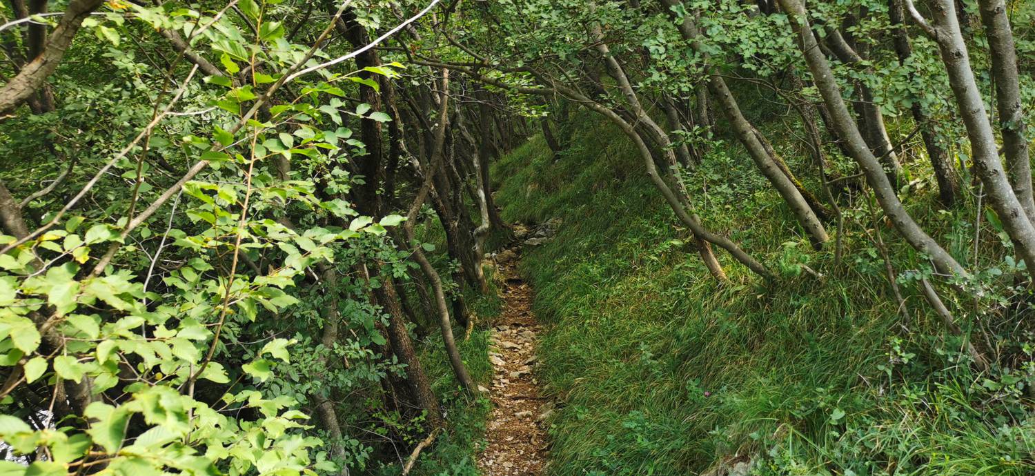 Lovska koča Budanje - Vzletišče Sončnica slika 21