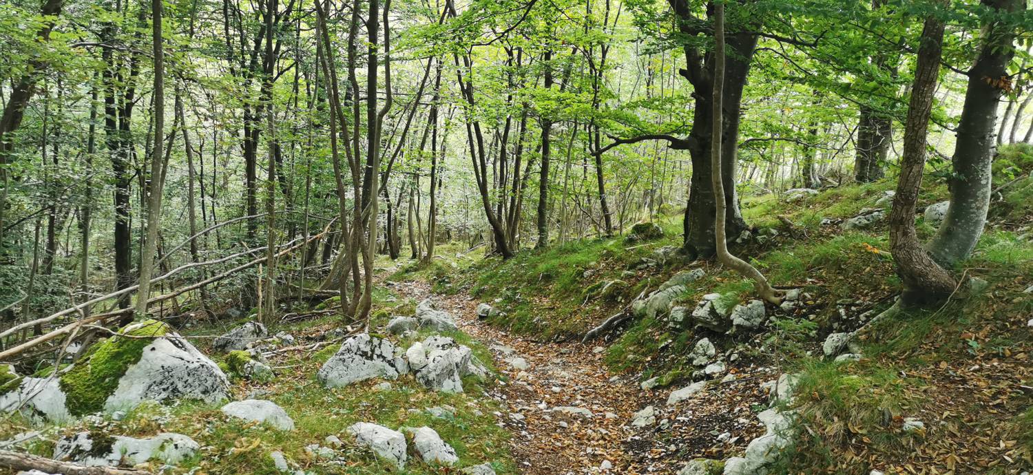 Planina Srednica - Planina Srednica slika 40