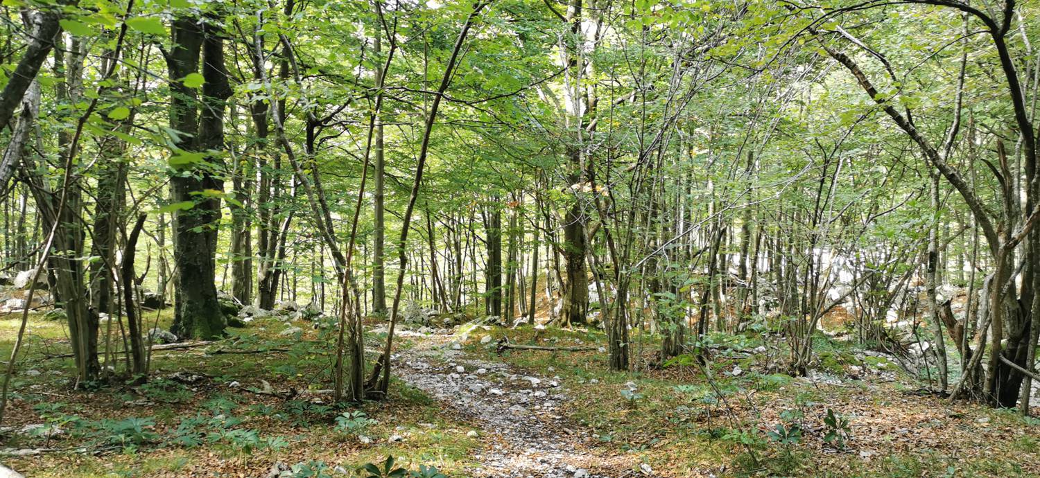 Planina Srednica - Planina Srednica slika 35