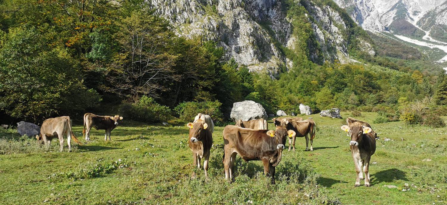 Planina Srednica - Planina Srednica slika 41