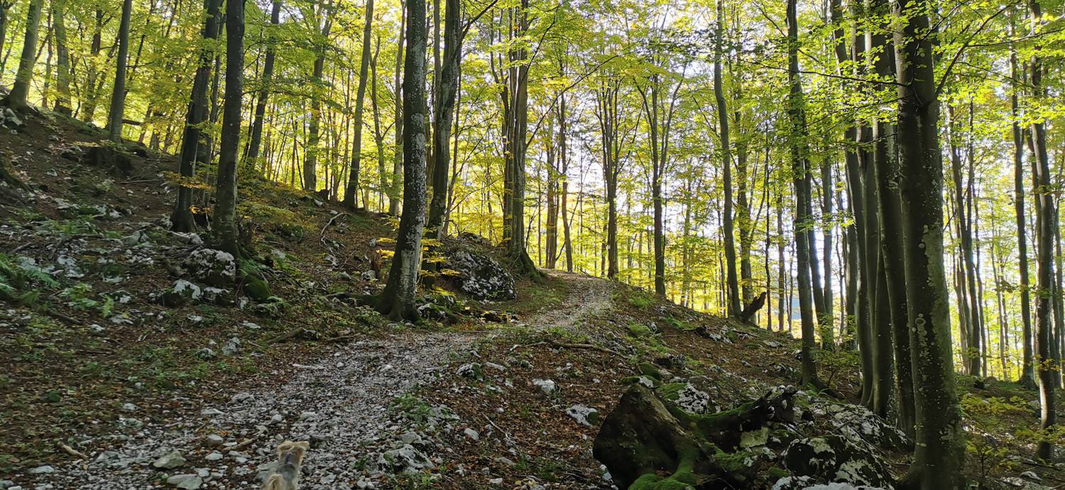 Drežnica - Krn slika 39