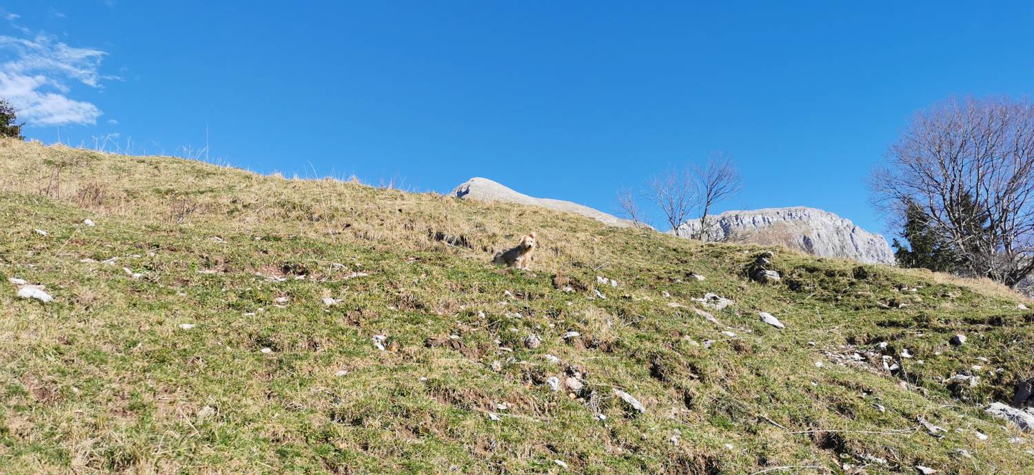 Planina Kuhinja - Planica pod Krnom slika 57