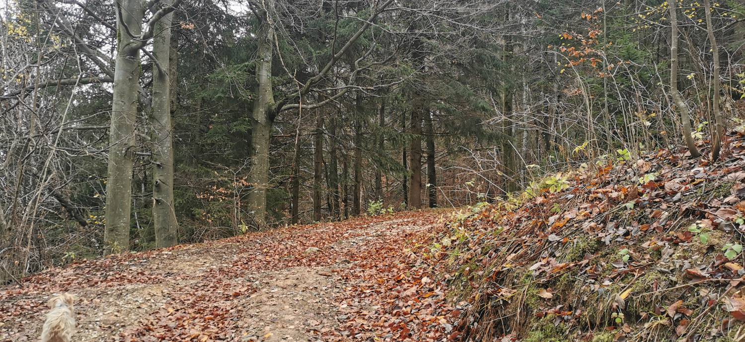 Lovska koča Lasce - Vrhovec (Šebreljski vrh) slika 9
