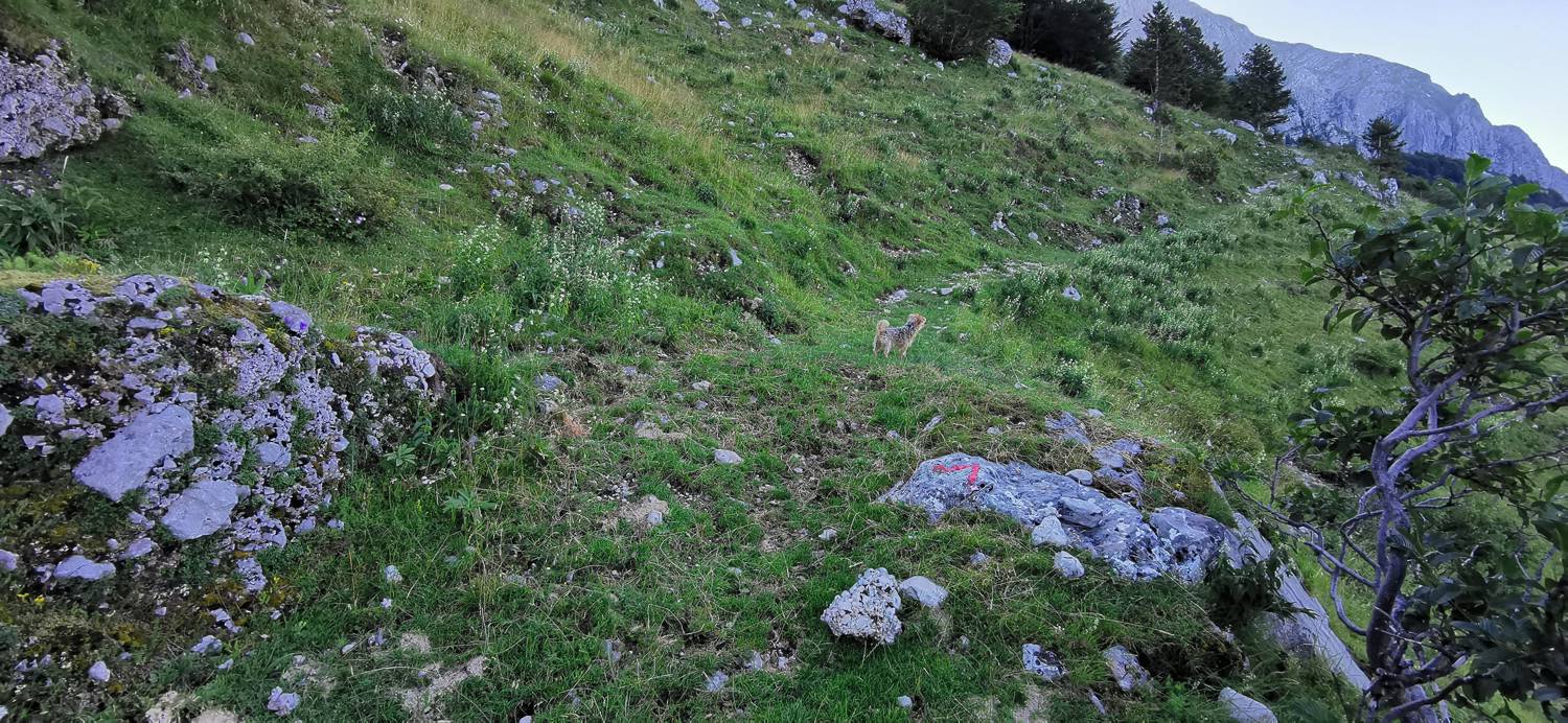 Drežniške Ravne - Lopatnik slika 48