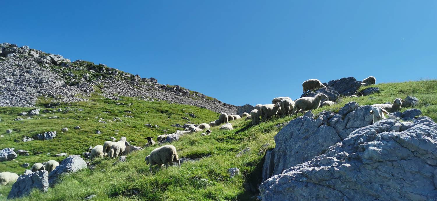 Drežniške Ravne - Lopatnik slika 88