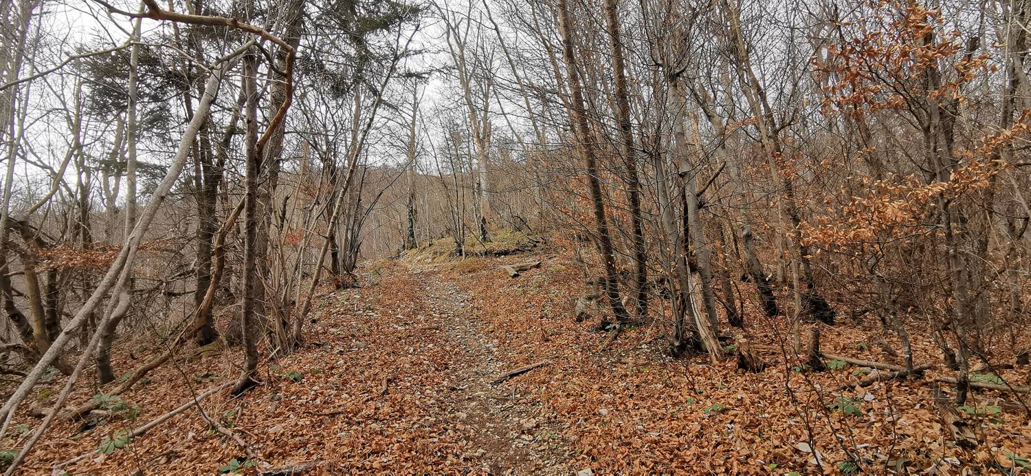Planina (pri cerkvi) - Grmada (Planinska gora) slika 20