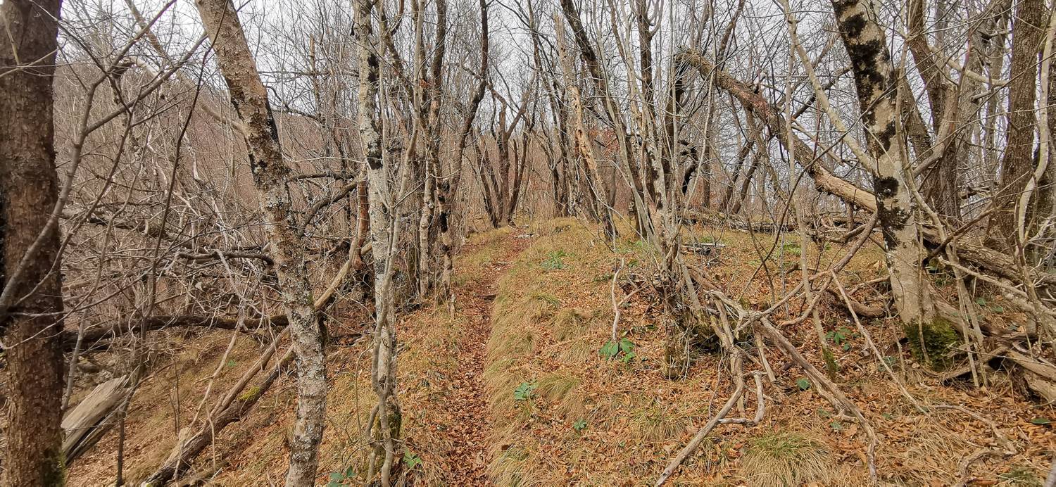Planina (pri cerkvi) - Grmada (Planinska gora) slika 17