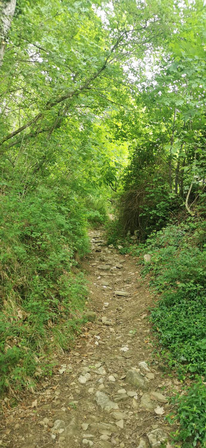 Gračišče - Lačna slika 13