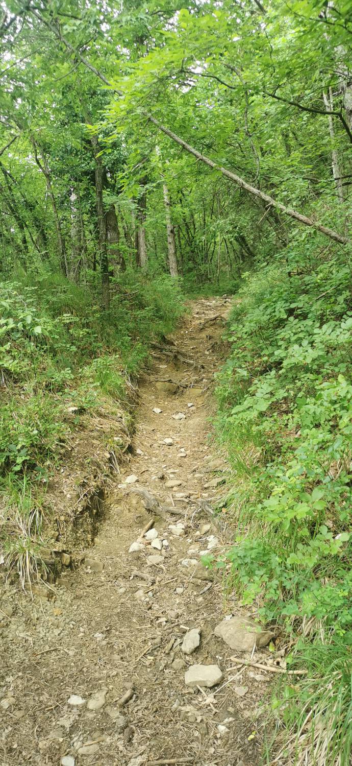 Gračišče - Lačna slika 14