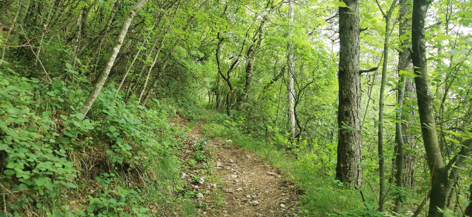 Gračišče - Lačna slika 15