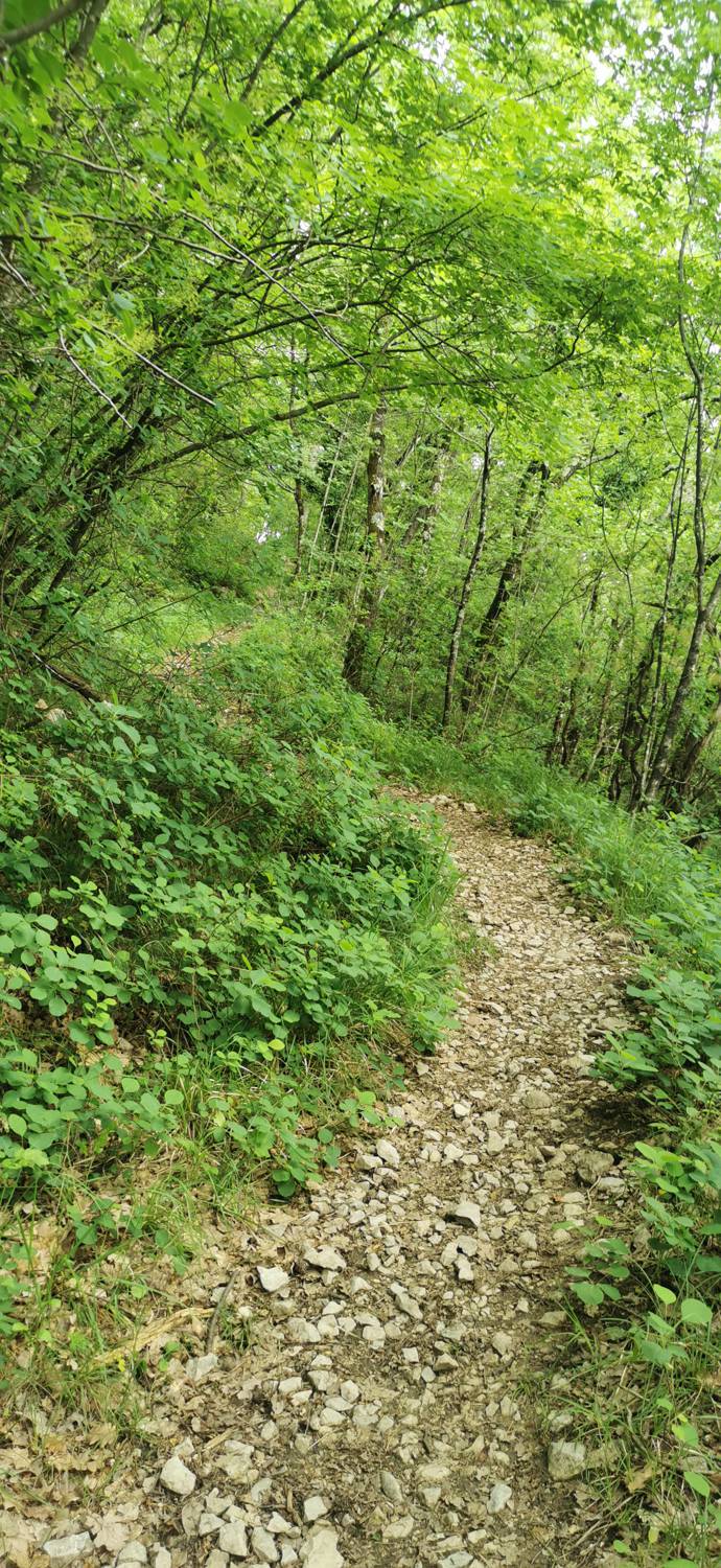 Gračišče - Lačna slika 16