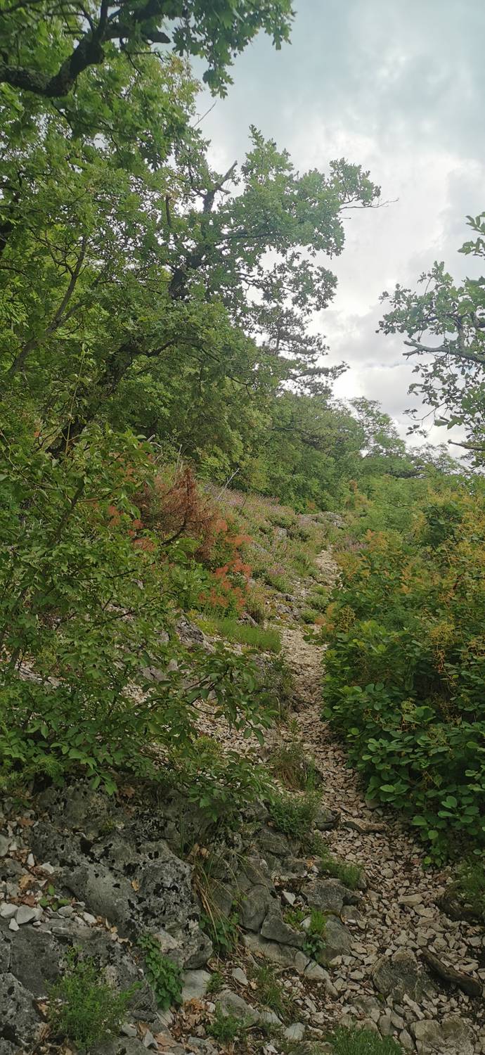 Gračišče - Lačna slika 17