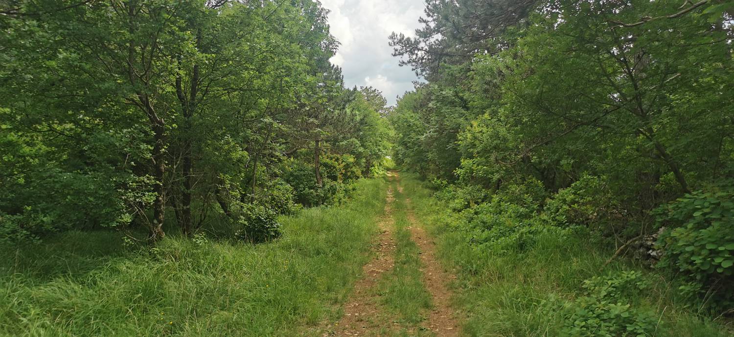 Gračišče - Lačna slika 22
